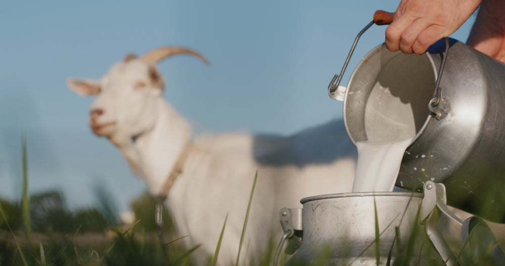 Is Goat Milk Good for Dogs and Cats? Benefits, Limits and Risks