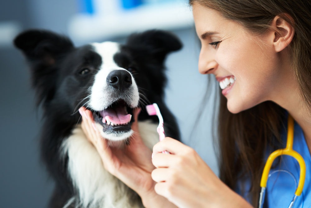 Brushing Teeth and Dental Cleanings for Dogs and Cats