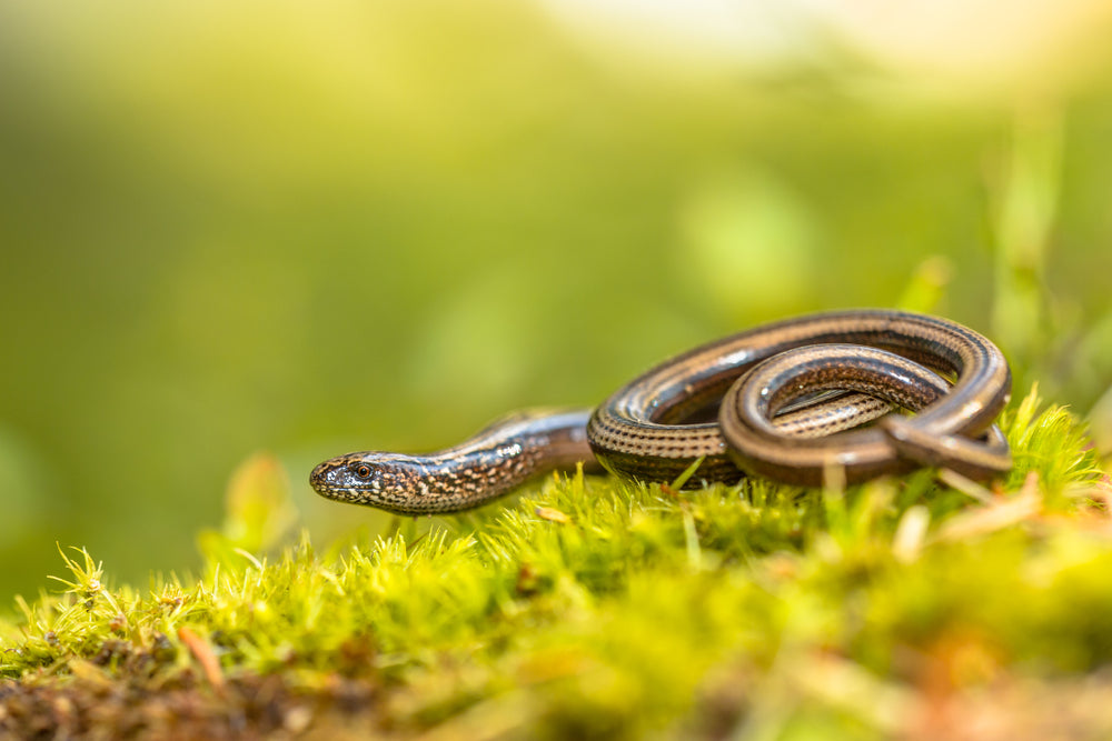 Cryptosporidiosis in Snakes and Lizards: Signs, Testing, Treatment and Collection Protection