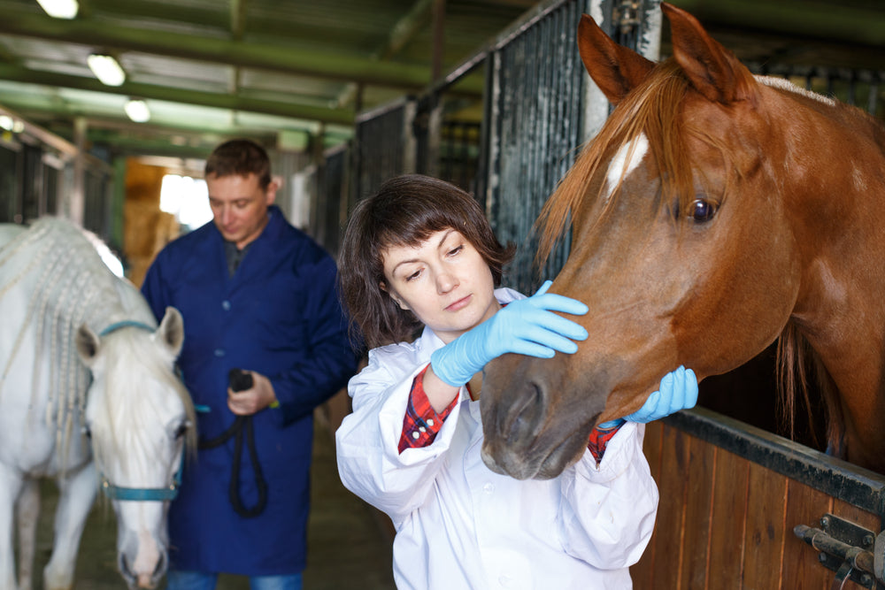 How to Prevent Contagious Diseases in Show Horses