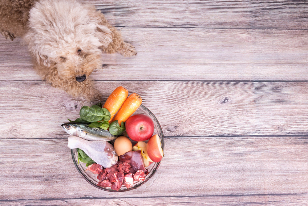 Which Human Foods Can Dogs Eat Safely?