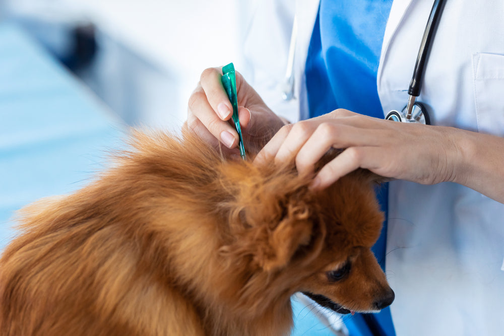 Pyrantel Pamoate for Dogs and Cats
