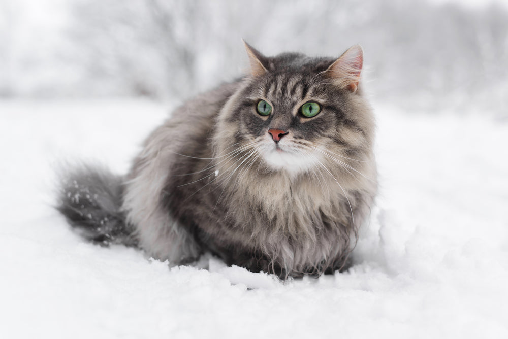 Winter Safety for Cats: How to Keep Them Warm and Protected