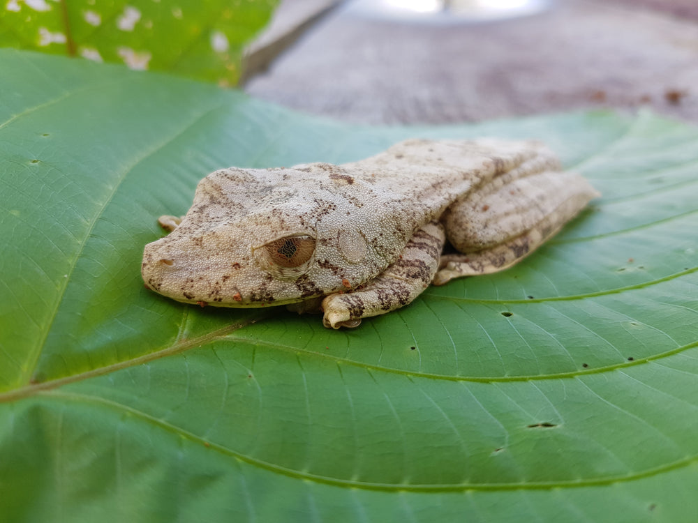 Mycobacteriosis in Amphibians: Signs, Zoonotic Risk and Treatment