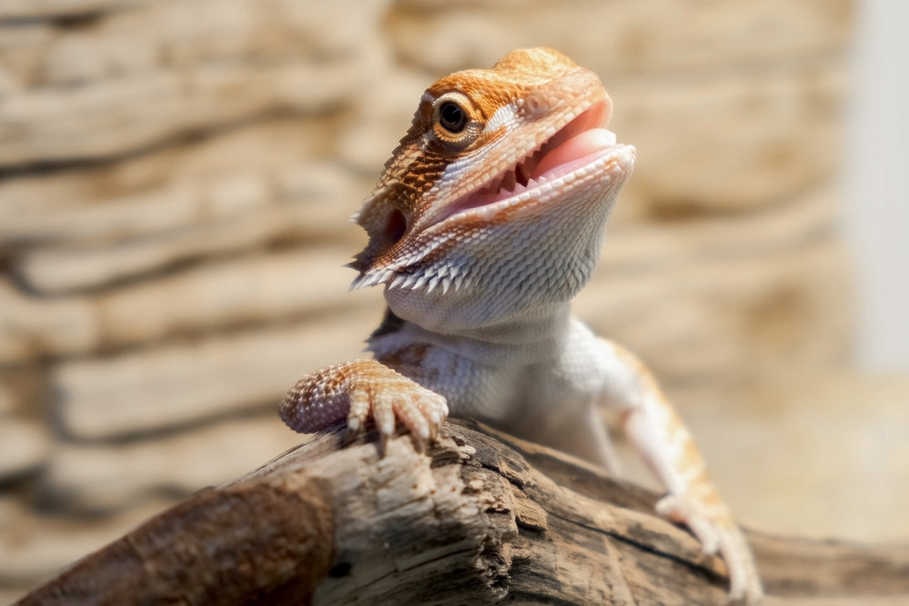 Herpesvirus in Tortoises: Symptoms, Testing, Treatment and Quarantine