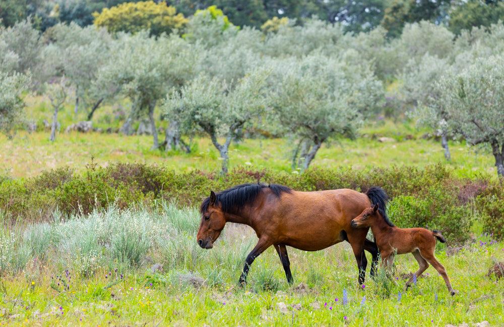 Garrano Horses: Temperament, Mountain Heritage and Care