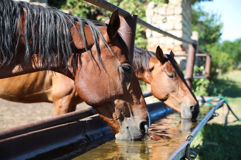 Endurance Horse Dehydration and Electrolytes: Warning Signs and Prevention