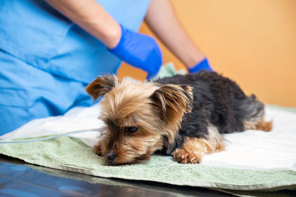 Canine Hypoadrenocorticism – Essential Owner Guide for 2025 🐾🩺