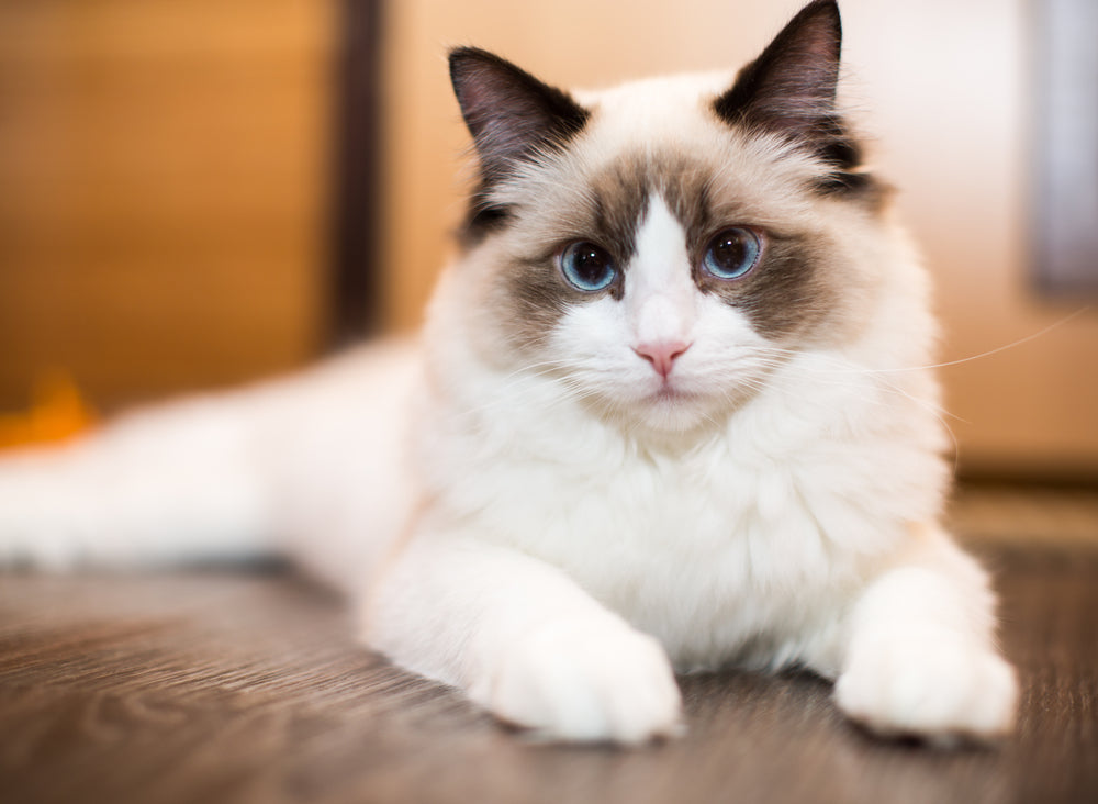 Lick Mat Cat Treat Recipes: A Vet Guide to Calmer, Healthier Mealtimes 😺👅 | Dr Duncan Houston