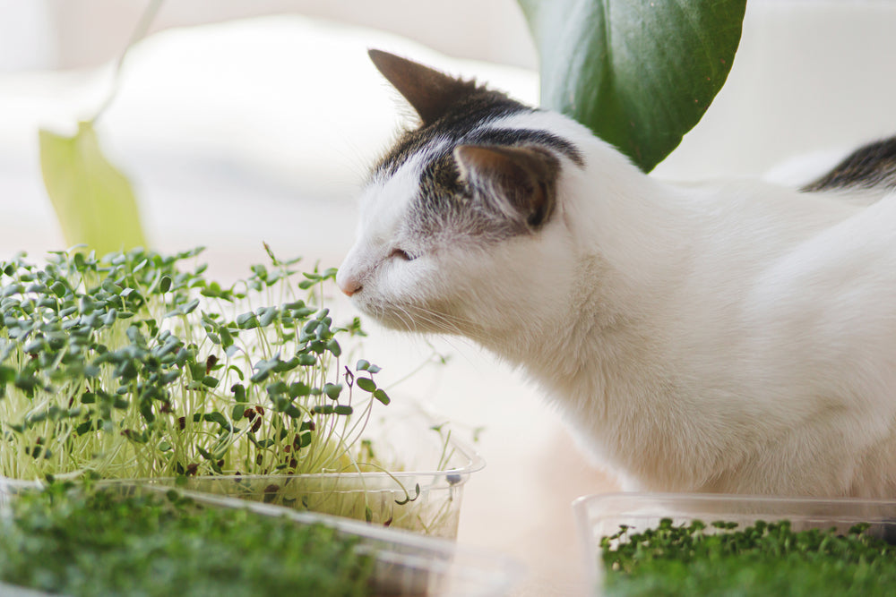 Vet-Approved Guide: Superfoods for Pets – Myth or Reality? 🥦🐾