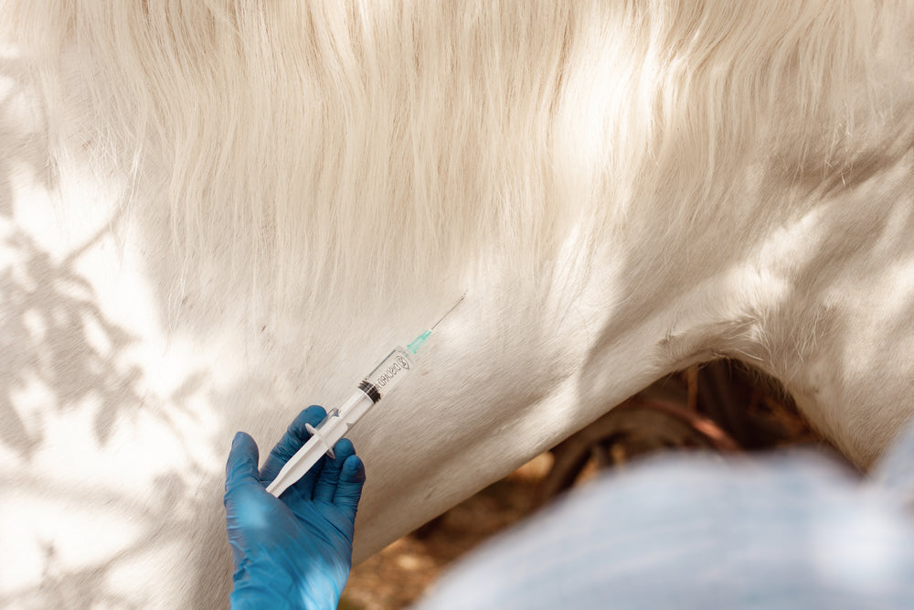 Neck Pain in Horses: Signs, Diagnosis and Treatment