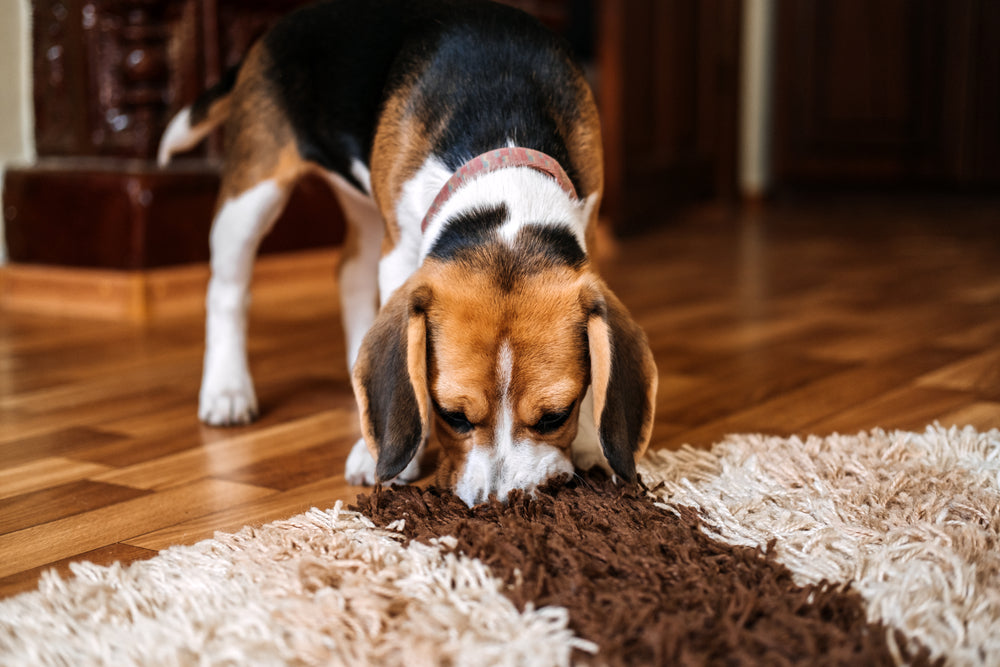 Can Dogs Detect Respiratory Disease in Calves?