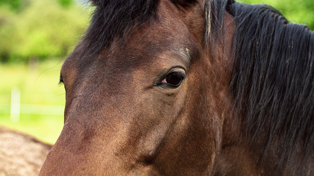 Tetanus Antitoxin vs Tetanus Toxoid in Horses