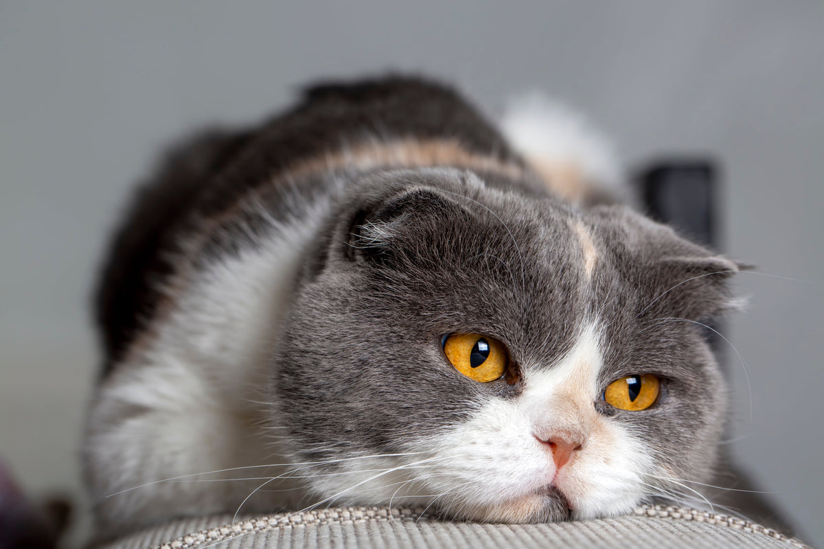 Velagliflozin (Senvelgo) for Cats