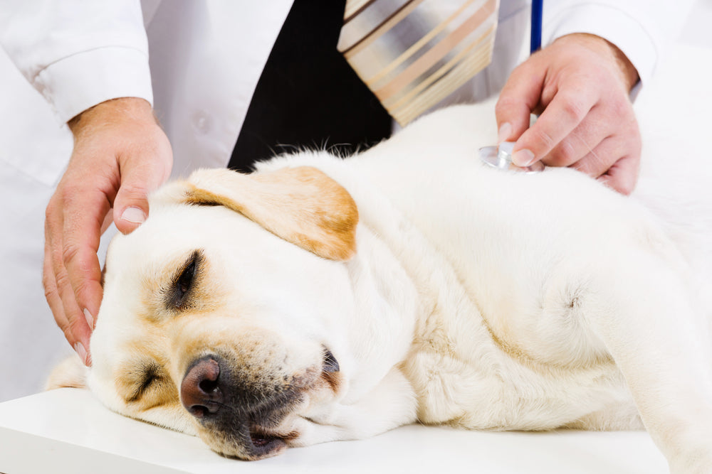 Clostridium difficile in Pets: Rising Risks and Zoonotic Concerns in 2025 🐾🦠