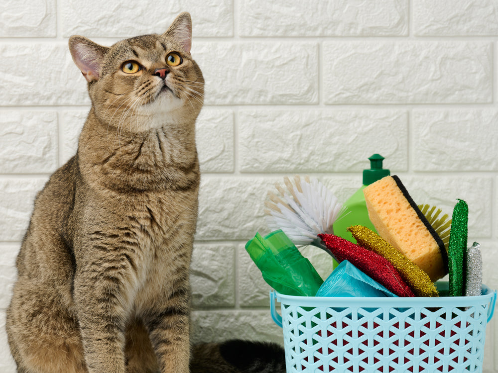 Cleaning Products That Harm Pets – Vet Guide 2025 🧼🐾