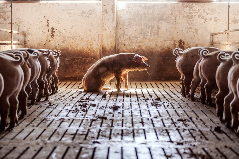 Sarcoptic Mange in Pet Pigs