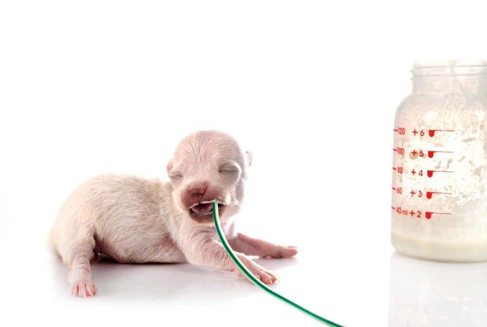 Esophagostomy Tubes in Dogs and Cats: Safe Feeding and Care Guide