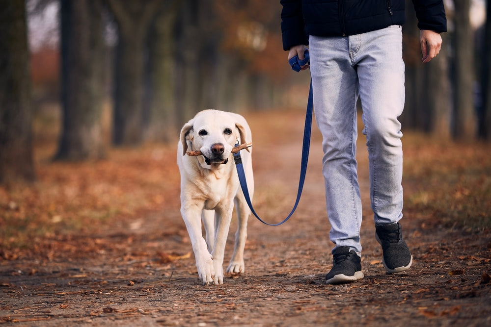 How to Become a Dog Walker