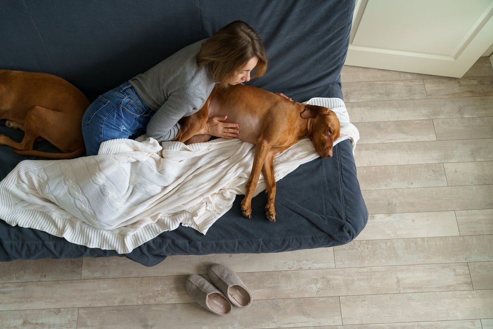 Can Dogs and Cats Get or Spread C. difficile?