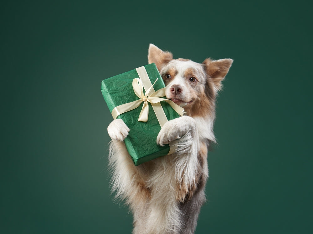 Holiday Gifts for Dogs and Cats: How to Choose Safely