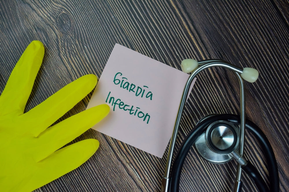 Giardia in Pets