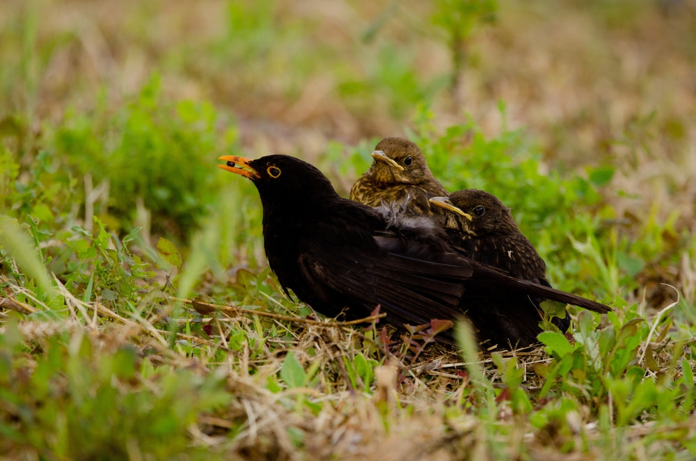 Avian Gastric Yeast in Birds: Symptoms, Testing and Treatment