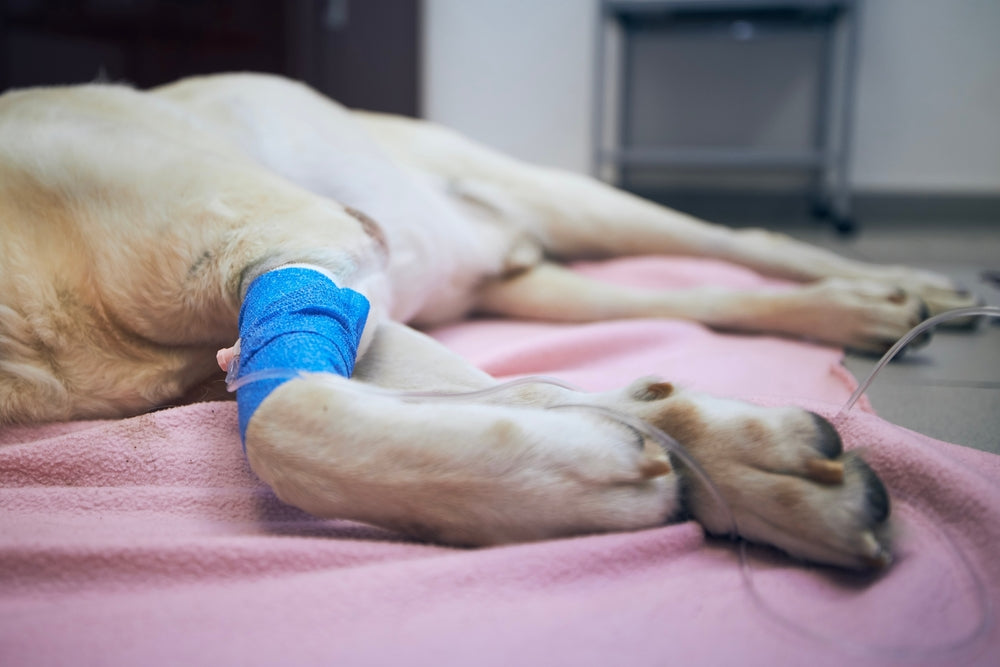 Toceranib (Palladia) in Dogs