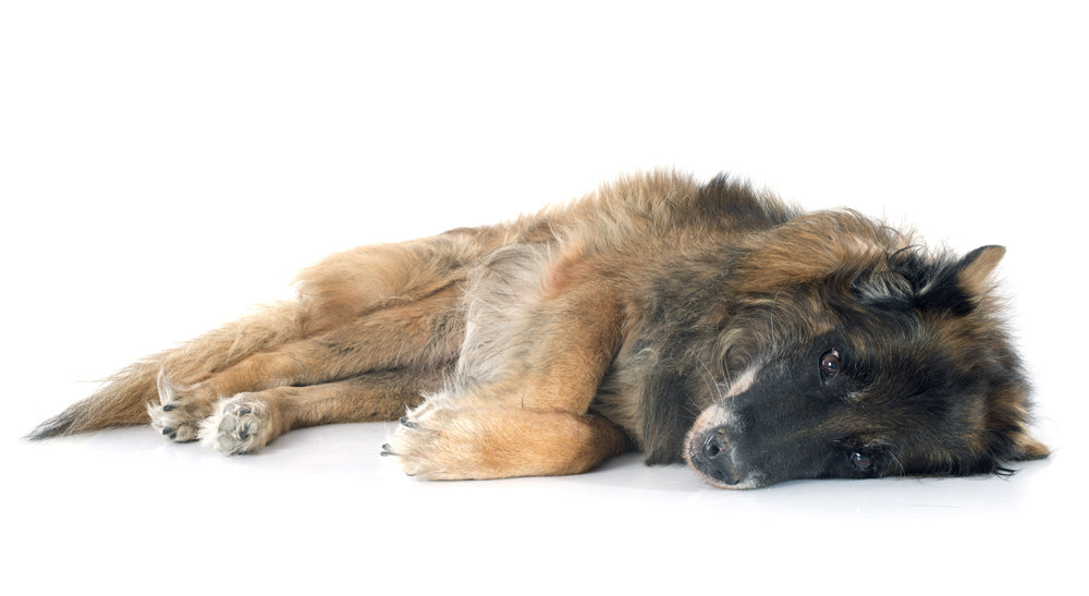 Assessing Quality of Life and Making End of Life Decisions for Pets
