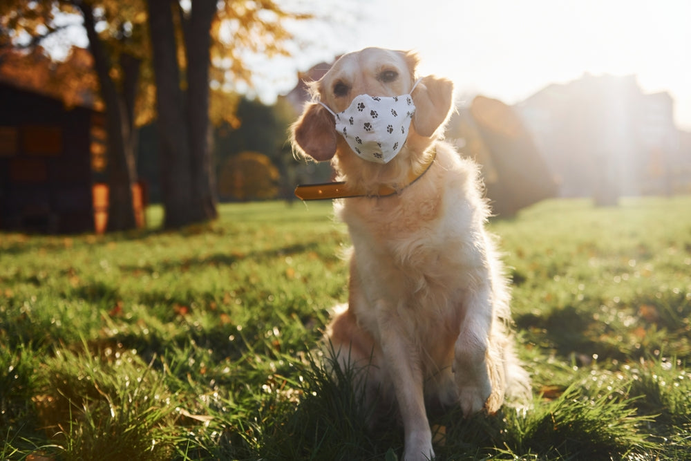Atopic Dermatitis in Dogs and Cats: Causes, Signs and Treatment