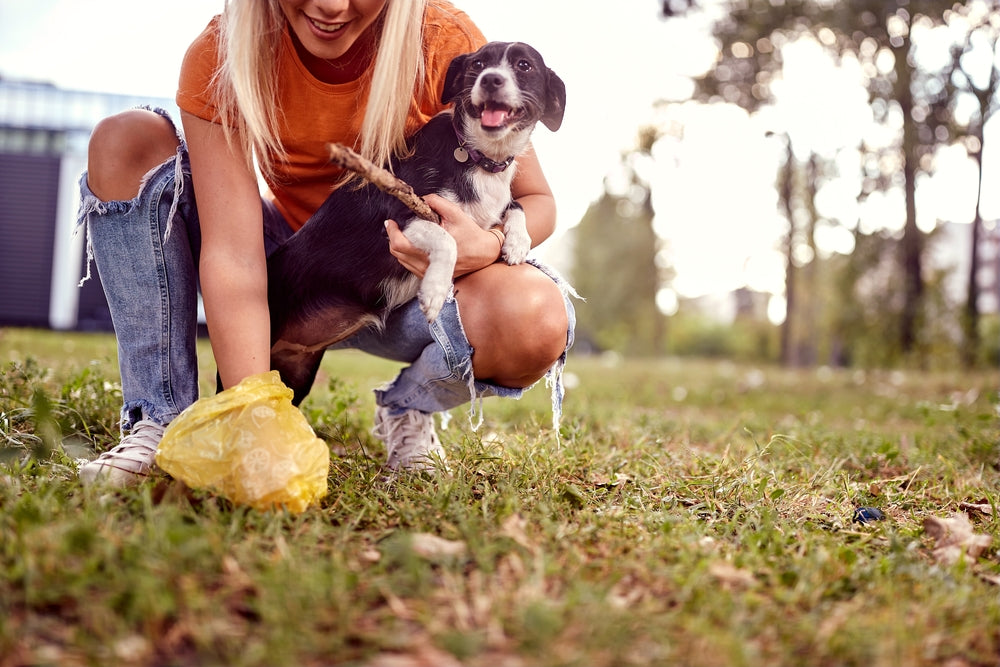 Which Dog Poo Bags Are Better? Compare Labels, Evidence and Disposal
