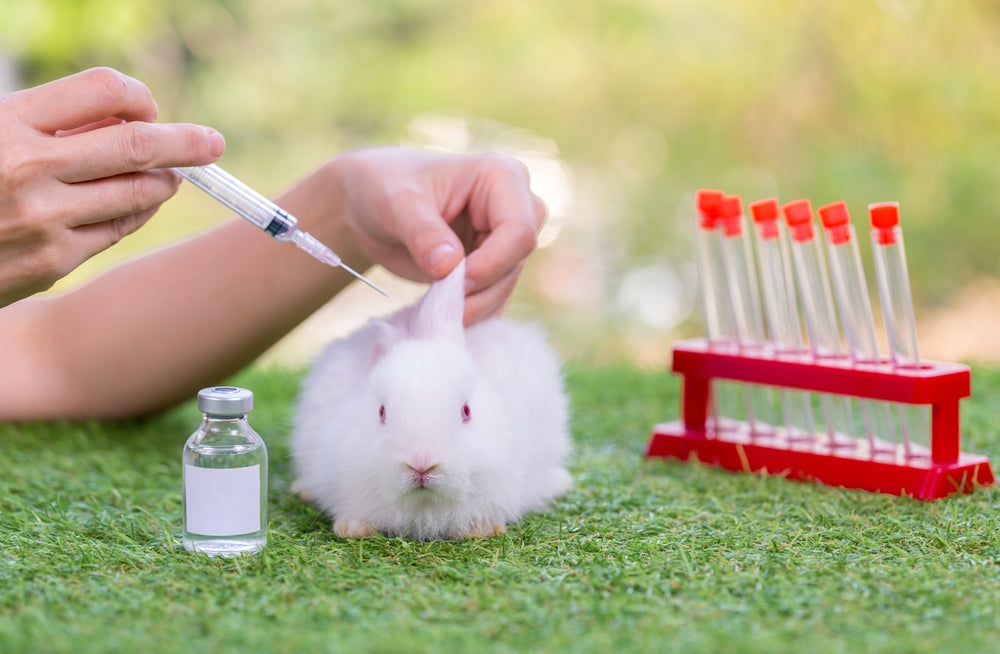 Pain in Rabbits