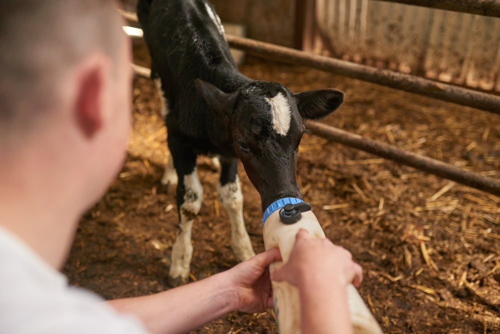 How Should Calf Scours Be Treated? Oral Electrolytes, IV Fluids and Emergency Signs
