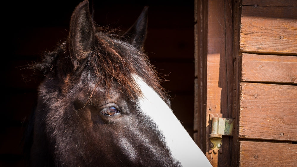 How to Introduce a New Horse to a Herd Safely and Reduce Fighting