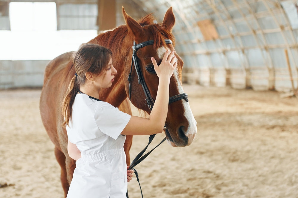 Boils and Painful Skin Lumps in Horses: When to Call the Vet
