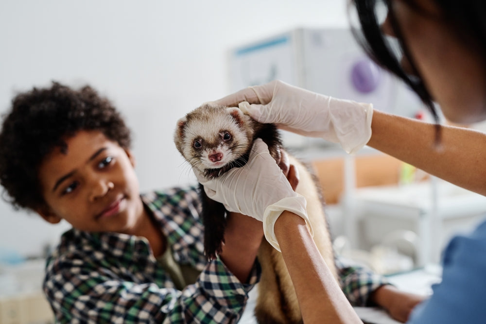 Ferret Diarrhoea and GI Disease: Causes, Treatment and Emergency Signs