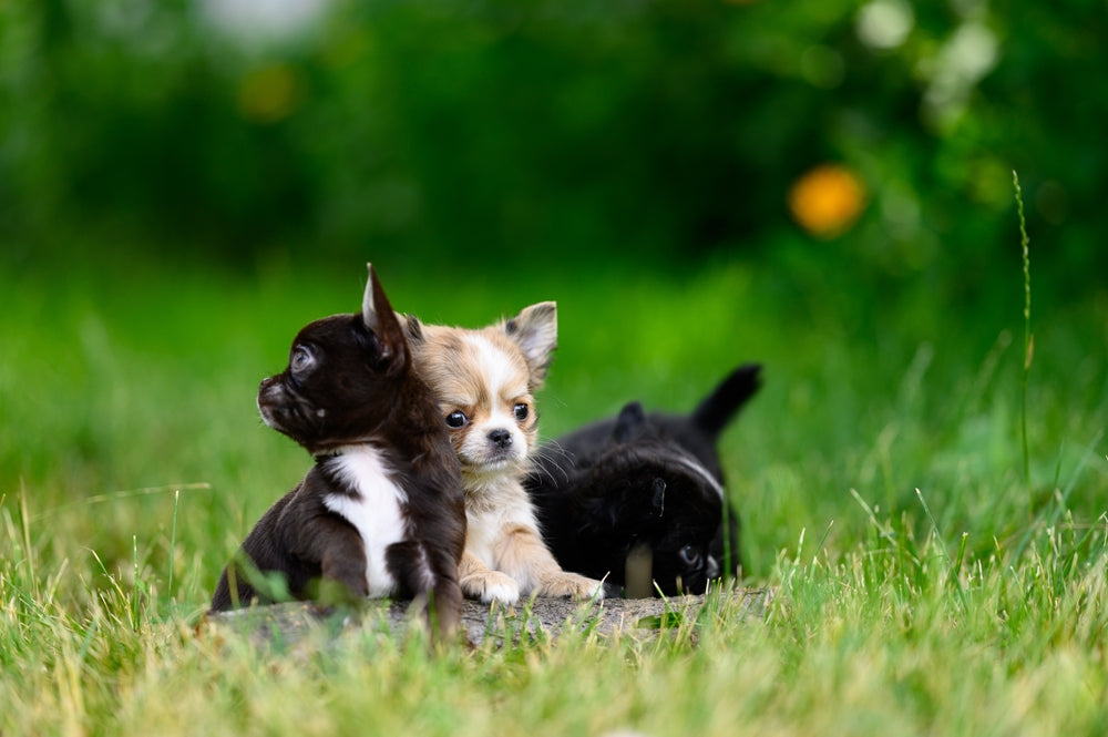 How to Choose a Puppy Responsibly