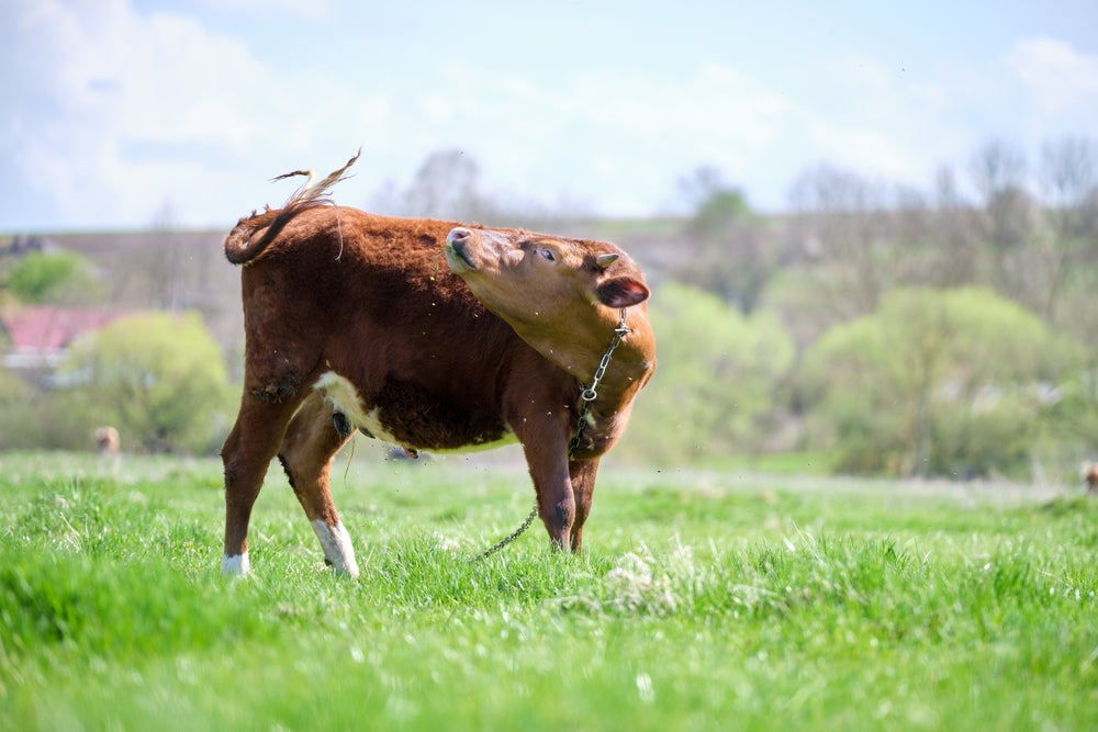 Cattle Eye Worms in Humans