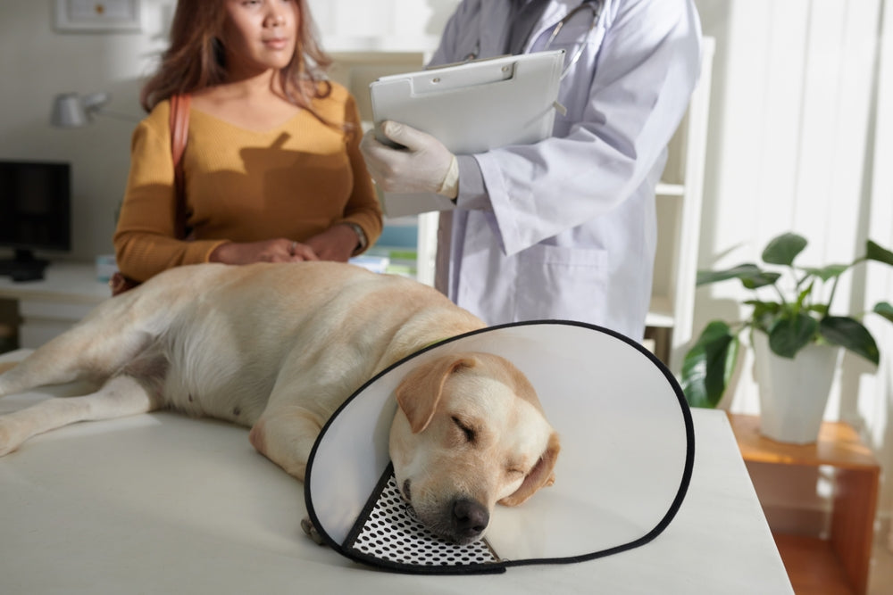 Best Antacids for Dogs: What Vets Actually Recommend