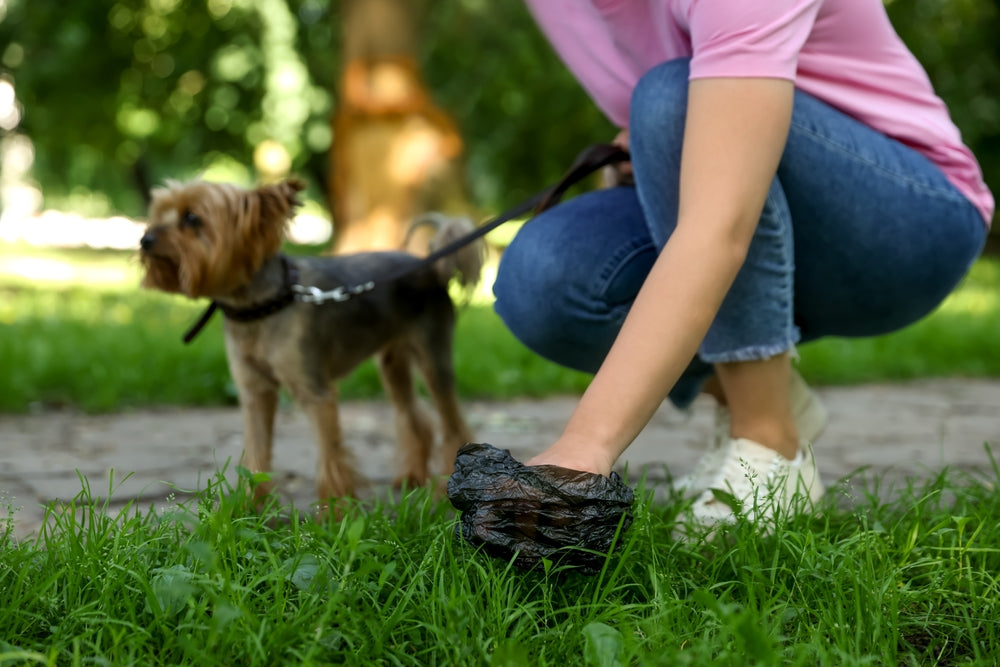 Dog Poop Colour Chart: What It Means for Your Dog’s Health