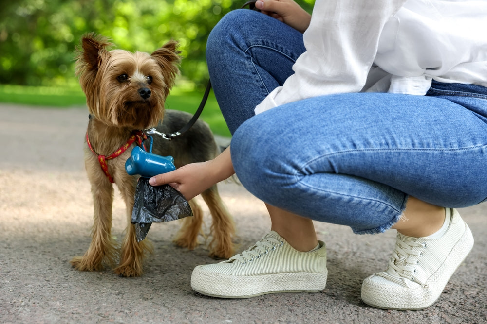 Composting Dog Poo: Safety, Setup and Disposal Options