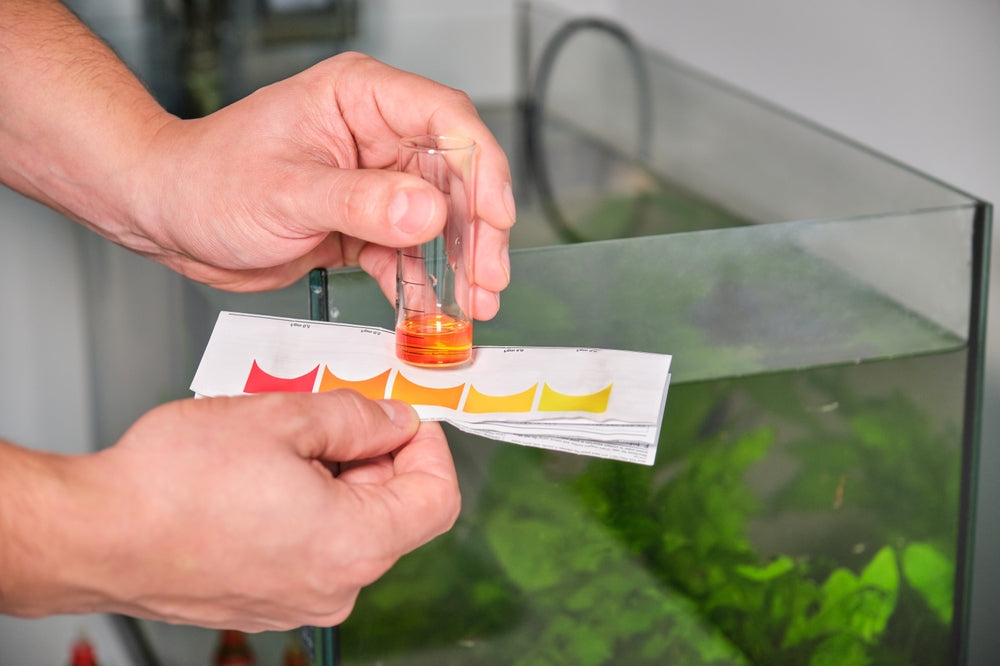 Controlling Aquarium Phosphates: Vet Guide 2025 💧🐟