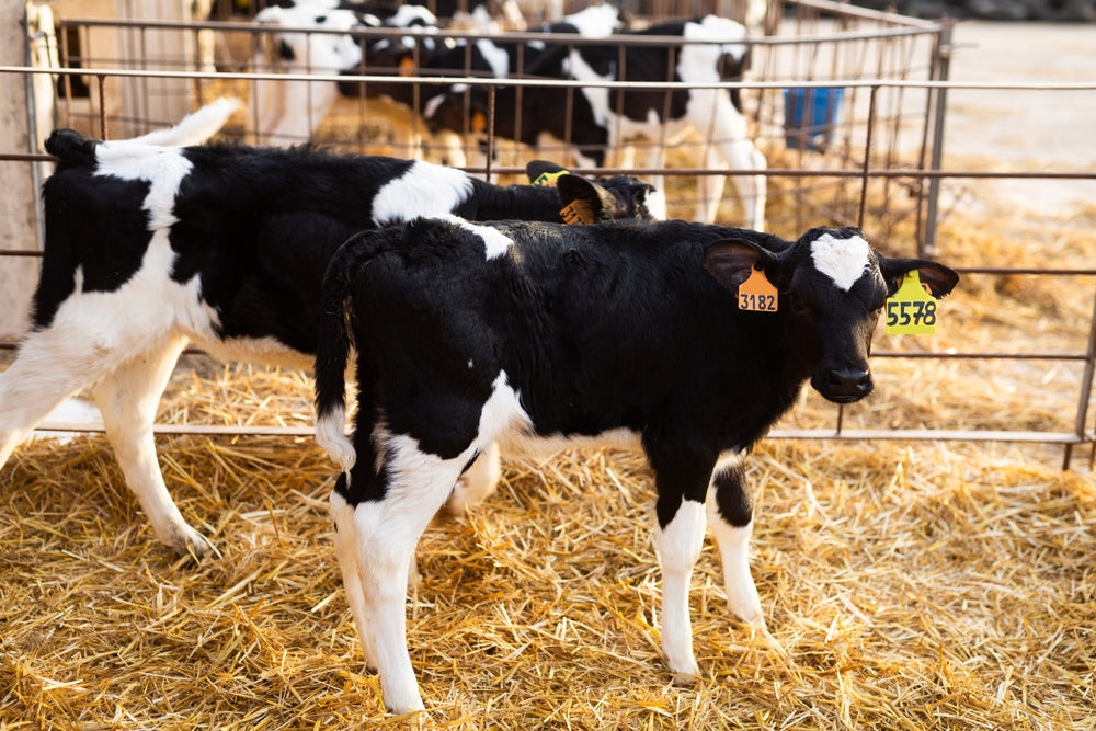 Disaster Preparedness for Livestock
