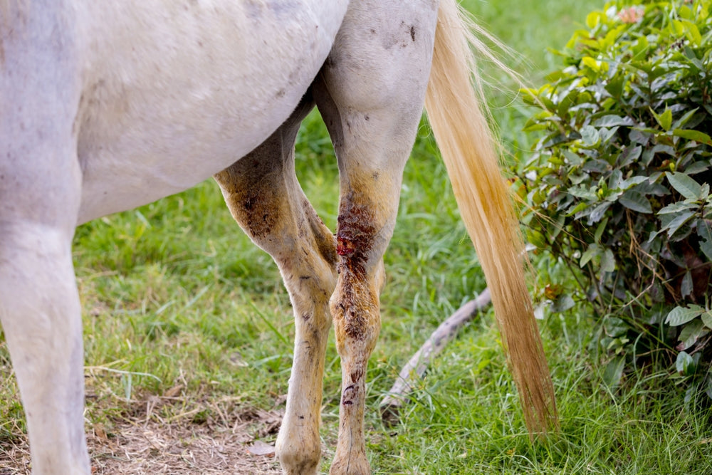 Cellulitis in Horses: Sudden Leg Swelling, Treatment, and Emergency Signs