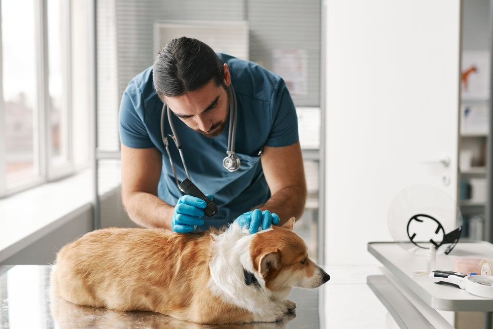 Vet-Approved Guide: Keeping Your Pet’s Skin Microbiome Healthy 🐾✨