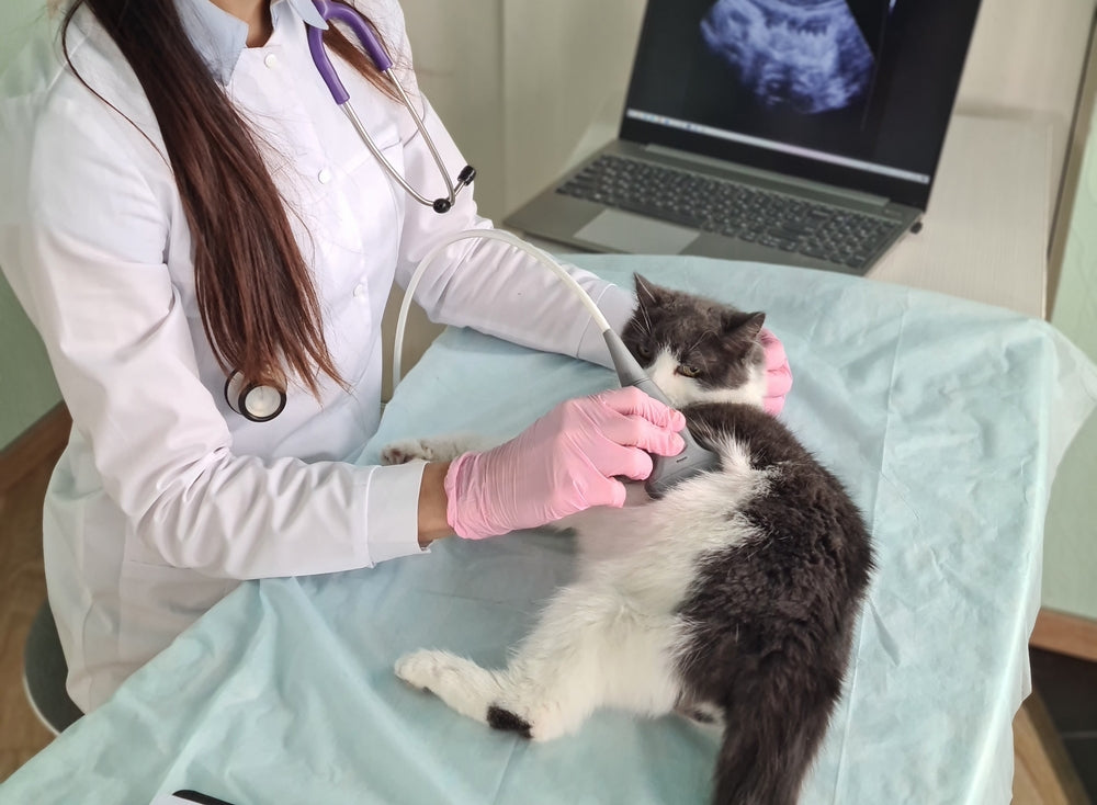 Cirrhosis & Fibrosis of the Liver in Cats: A Vet’s 2025 Guide to Diagnosis, Treatment & Long‑Term Support 🐱🍃
