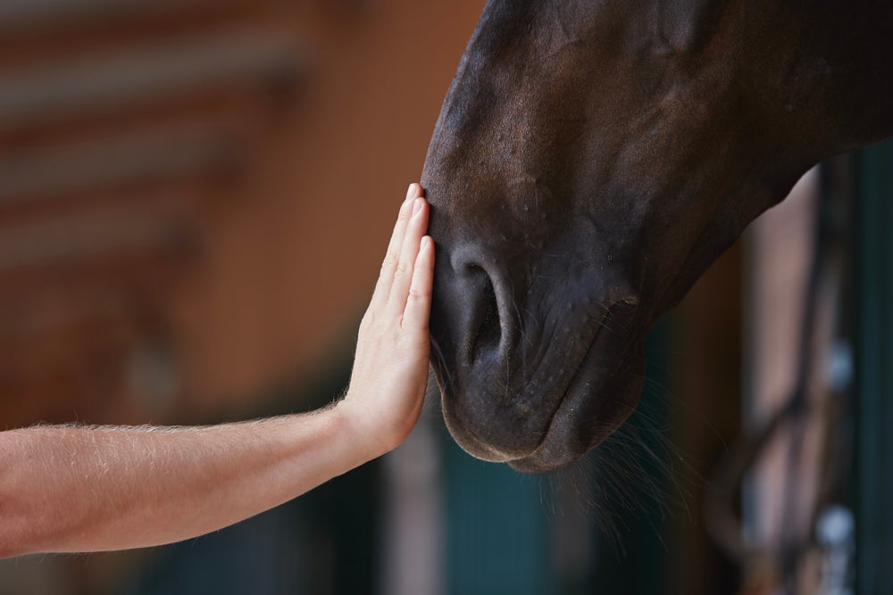 Winter Colic in Horses: How to Prevent Impaction During Cold Weather