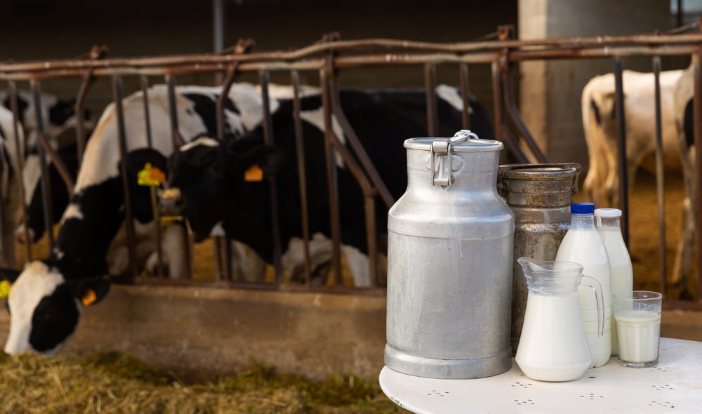 Milk Fever in Beef Cows: Signs, Emergency Treatment and Prevention