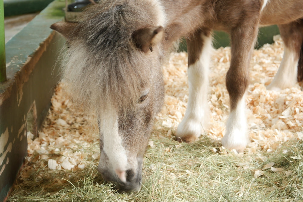 Long-Stem Hay vs Hay Cubes and Pellets: Which Is Better for Horses?
