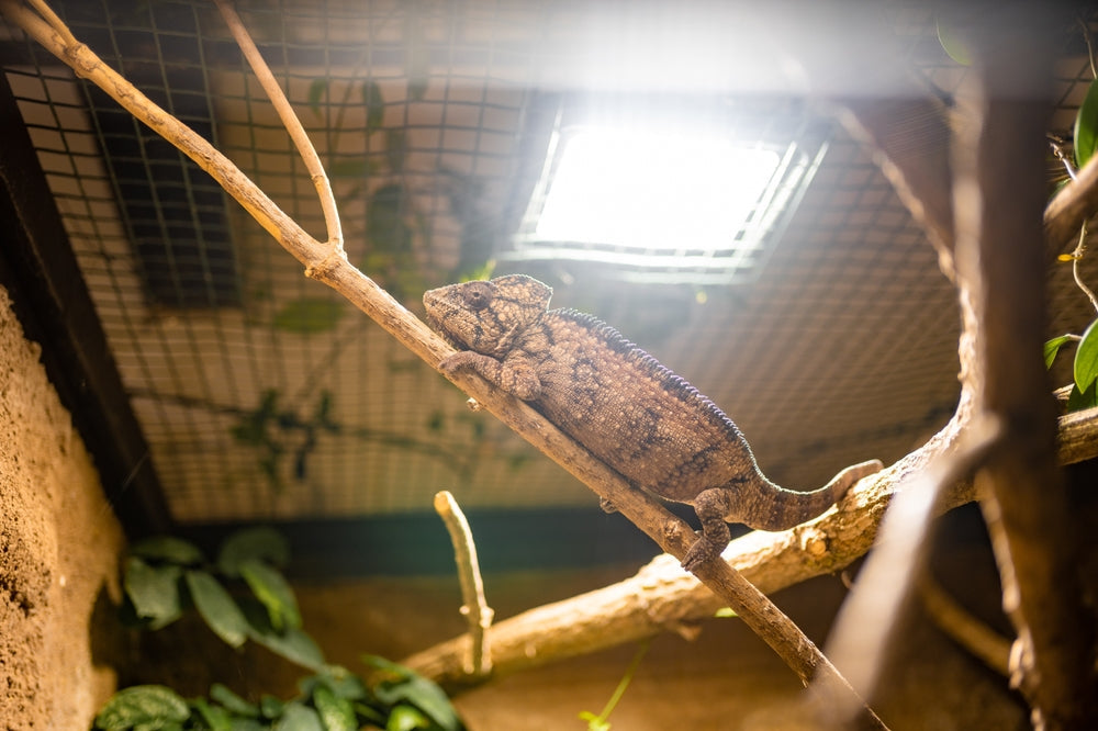 Why Is My Reptile Not Pooping? Constipation, Impaction and What to Do